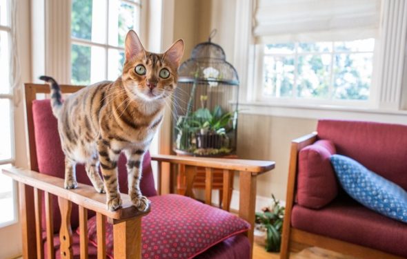 Vaccinations essentielles des chats |  Animauxinfo