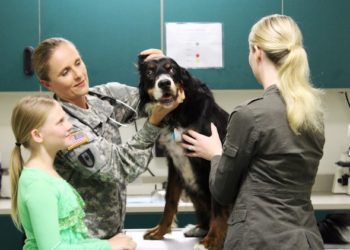 Vétérinaires de l’armée: en mission pour garder les chiens militaires en bonne santé