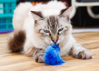 Votre animal vieillissant a-t-il besoin d’un nouveau régime et d’un nouveau mode de vie?