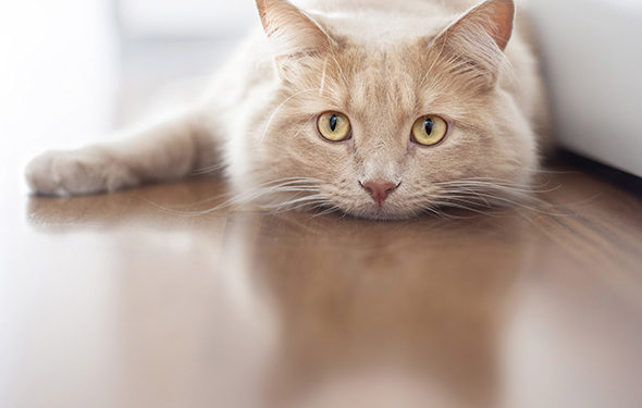 Votre chat souffre-t-il du stress des moustaches?