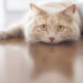 Votre chat souffre-t-il du stress des moustaches?