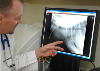 Cancer des os chez les chiens »wiki utile  Animauxinfo