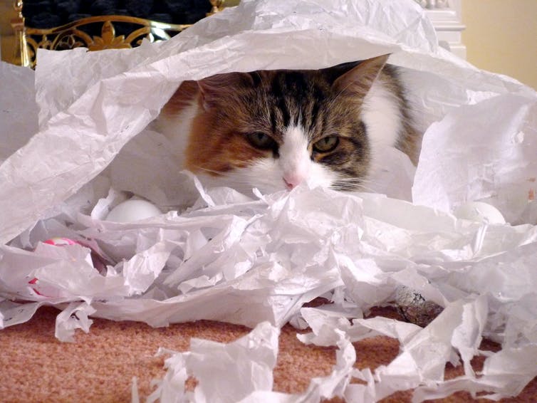 Un chat avec du papier déchiqueté