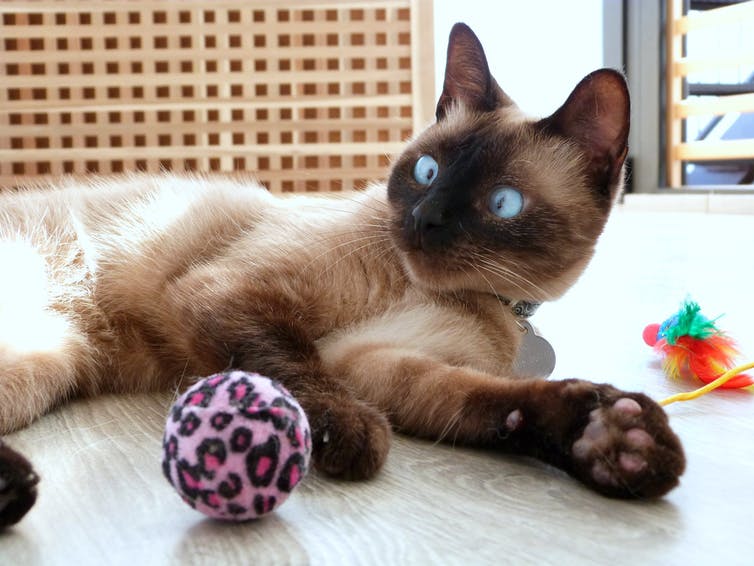 Un chat jouant avec des jouets
