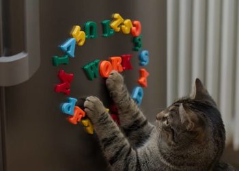 Comment savoir si un chat est intelligent