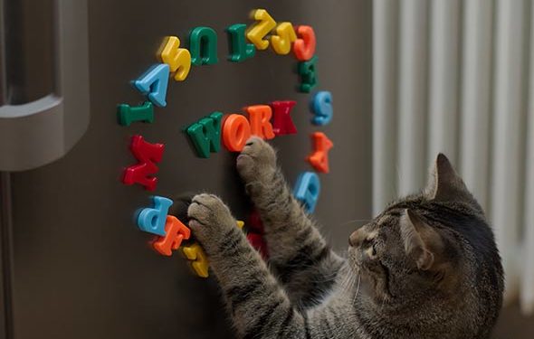 Comment savoir si un chat est intelligent