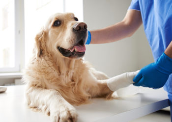 Arthrite, cancer des os et autres problèmes osseux affectant les chiens et les chats