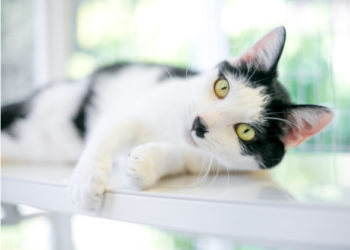 Bacs à litière autonettoyants pour chat |  Comment fonctionnent les bacs à litière automatiques