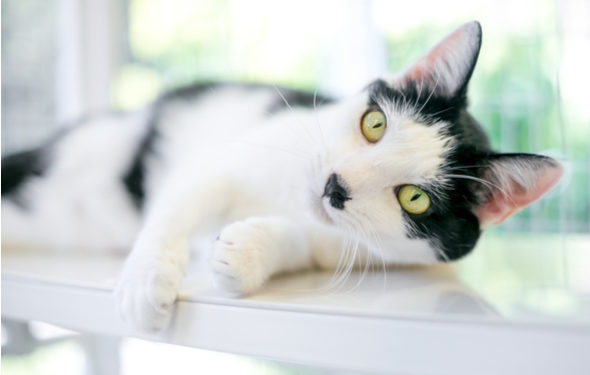 Bacs à litière autonettoyants pour chat |  Comment fonctionnent les bacs à litière automatiques