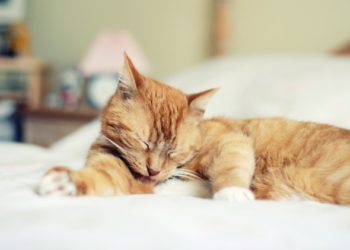 Boules de poils de chat: quelles sont les causes et comment les traiter