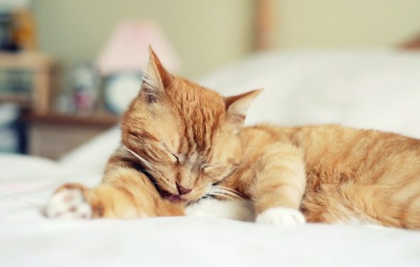 Boules de poils de chat: quelles sont les causes et comment les traiter