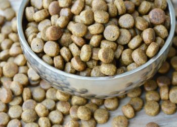 Bow Wow Chow: Le guide essentiel des aliments pour chiens