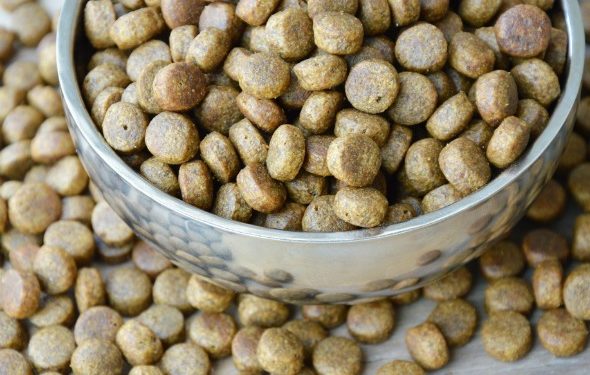 Bow Wow Chow: Le guide essentiel des aliments pour chiens