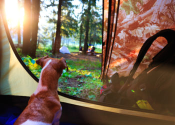 Camping avec votre chien?  Lisez ces conseils approuvés par le vétérinaire