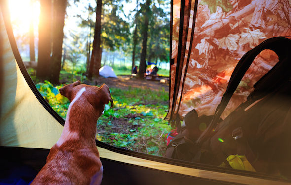 Camping avec votre chien?  Lisez ces conseils approuvés par le vétérinaire