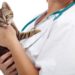Combien coûte la stérilisation d’un chat?