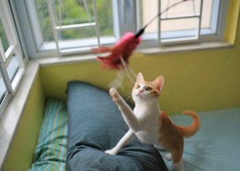 Combien de temps devriez-vous jouer avec vos chats chaque jour?