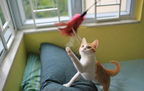 Combien de temps devriez-vous jouer avec vos chats chaque jour?