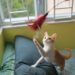 Combien de temps devriez-vous jouer avec vos chats chaque jour?