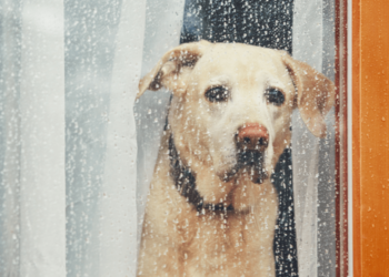 Comment aider les chiens et les chats à gérer l’anxiété de séparation lorsque leurs humains retournent au travail