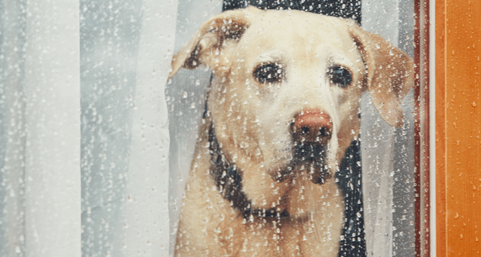 Comment aider les chiens et les chats à gérer l’anxiété de séparation lorsque leurs humains retournent au travail