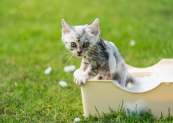 Comment baigner un chaton
