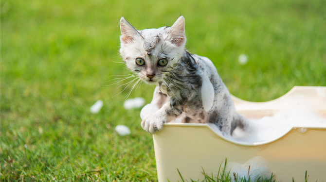 Comment baigner un chaton