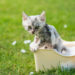 Comment baigner un chaton