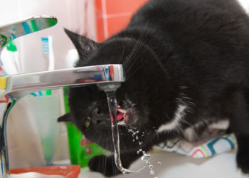 Comment boire de l’eau pourrait sauver la vessie de votre chat