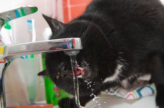 Comment boire de l’eau pourrait sauver la vessie de votre chat