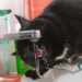 Comment boire de l’eau pourrait sauver la vessie de votre chat