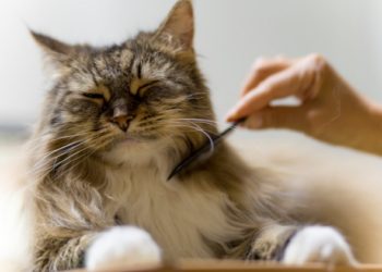 Comment brosser un chat