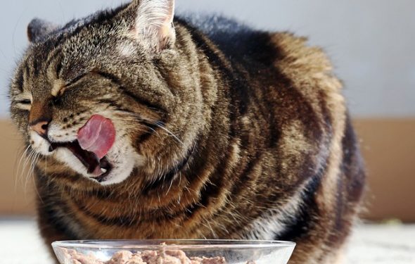 Comment calculer la quantité de nourriture humide pour nourrir un chat