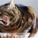 Comment calculer la quantité de nourriture humide pour nourrir un chat
