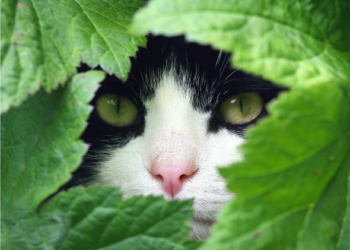 Comment calmer un chat: 5 herbes pour soulager le stress du chat