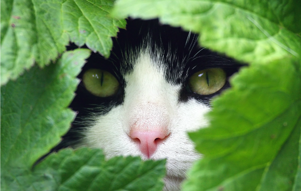 Comment calmer un chat: 5 herbes pour soulager le stress du chat