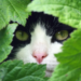 Comment calmer un chat: 5 herbes pour soulager le stress du chat