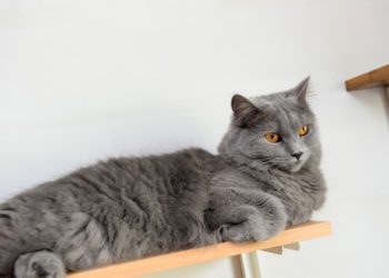 Comment construire des étagères pour chats