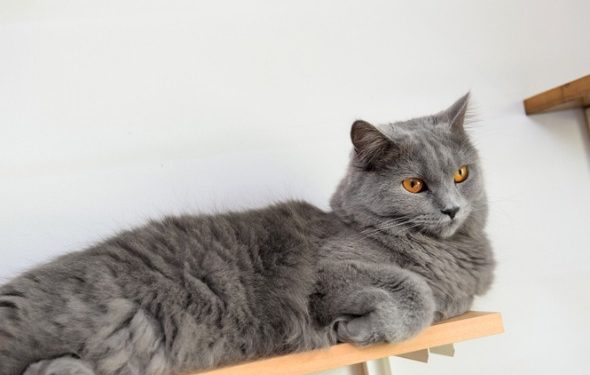 Comment construire des étagères pour chats