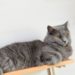 Comment construire des étagères pour chats