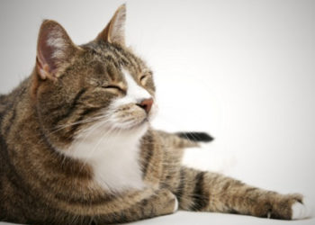 Comment créer des liens avec un chat âgé