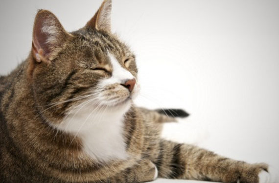 Comment créer des liens avec un chat âgé