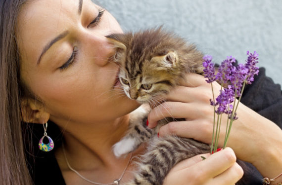 Comment créer des liens avec un nouveau chaton