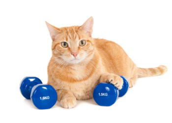 Comment la recherche génétique peut aider votre chat à perdre du poids