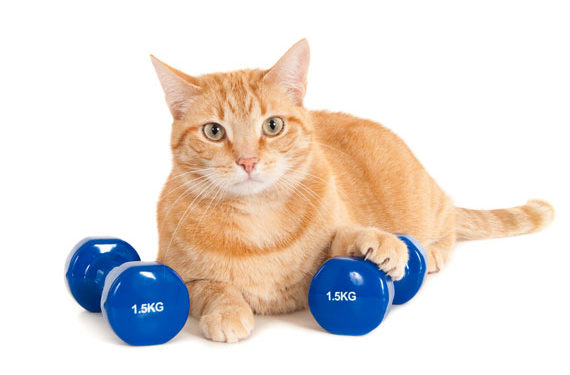 Comment la recherche génétique peut aider votre chat à perdre du poids