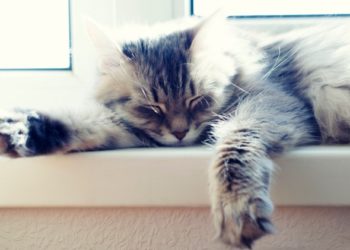 Comment les chats transpirent-ils?  |  Animauxinfo