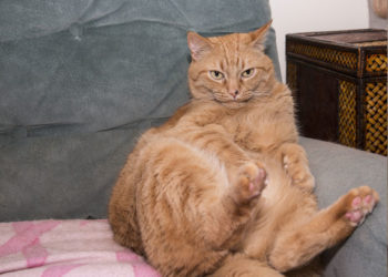 Comment l’obésité cause l’arthrite chez nos chats