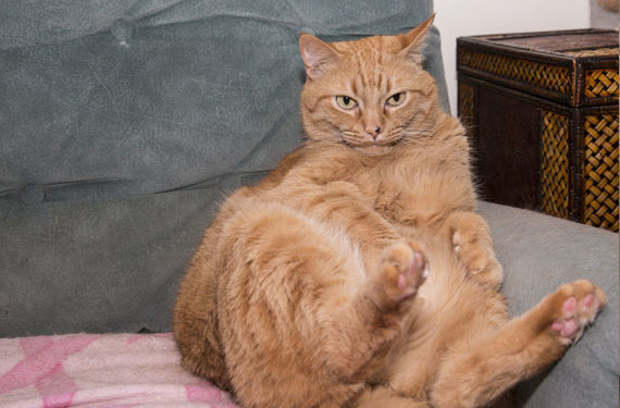 Comment l’obésité cause l’arthrite chez nos chats