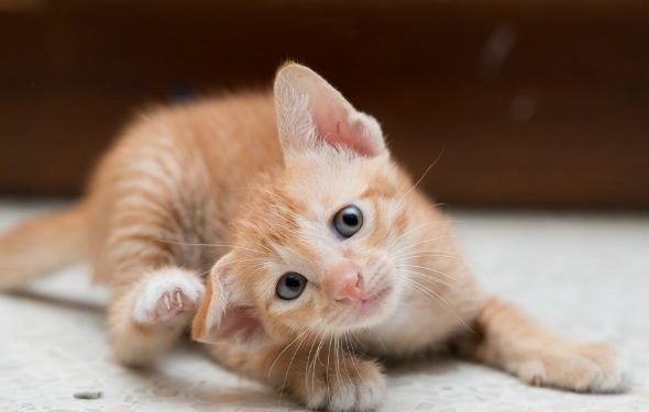 Comment mon chat a-t-il attrapé des puces et / ou des tiques?