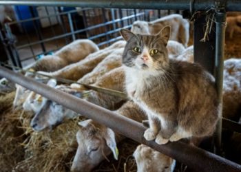 Comment prendre soin au mieux des chats de grange